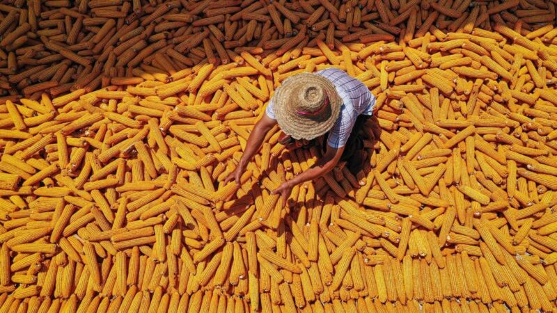 China’s bold new agricultural plan puts AI, biotech and seeds behind self-sufficiency push