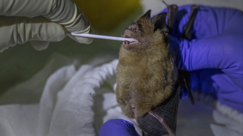 Mystery disease kills over 50 in DR Congo after children ate bat and fell ill