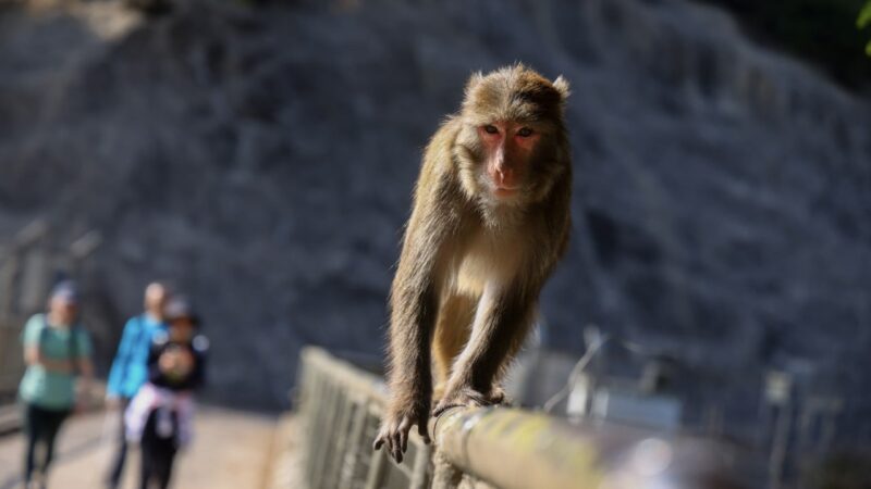 8-month delay in revealing man died from monkey virus in Hong Kong too long: experts