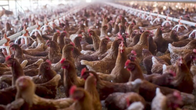 UK ‘will never change food standards’ in any trade deal with US, says government