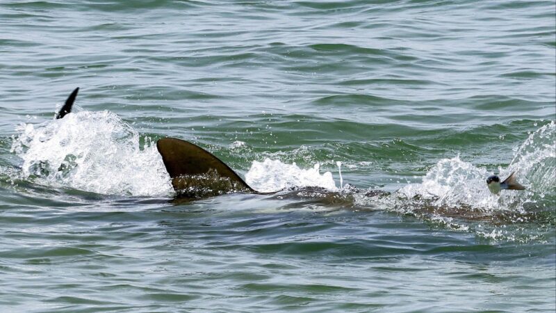 Crowds swam with sharks off Israel’s coast – then a man disappeared