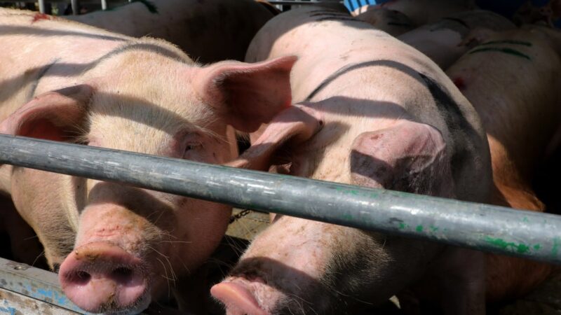 ‘It’s everything’: 5-year-high pork cancellation signals China weaning off US farm goods