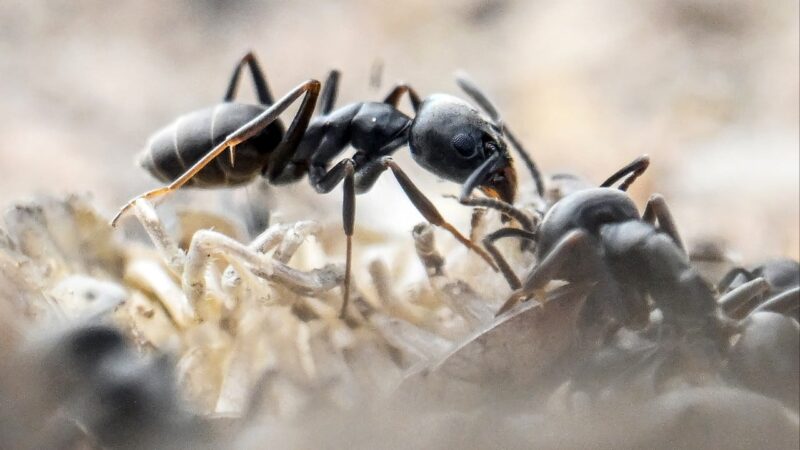Aggressive ants in Germany threaten buildings, technical infrastructure
