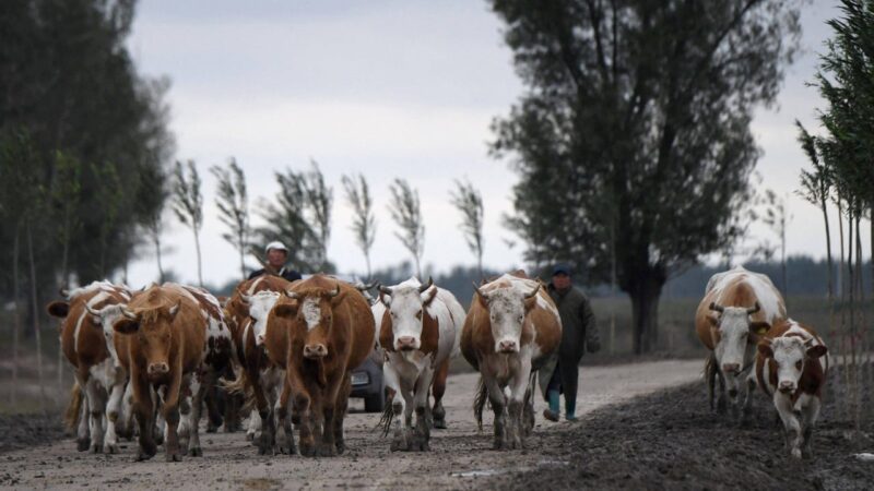 China cuts need for feed seed as food security campaign ramps up