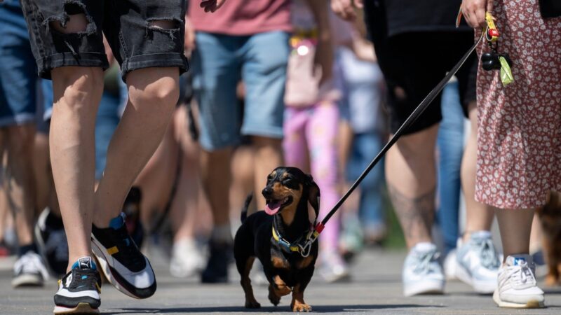 Wiener wonderland: hundreds of dachshunds chase record in Hungary