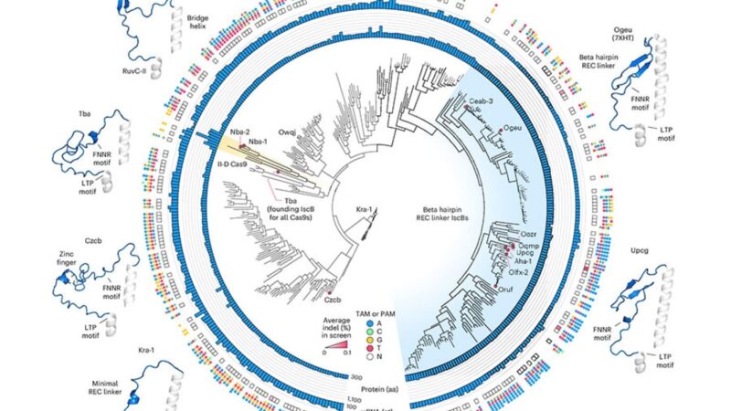 Rationale engineering generates a compact new tool for gene therapy