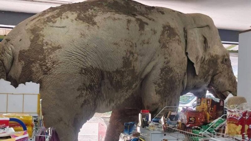Thai elephant raids convenience store, eats snacks and leaves without paying