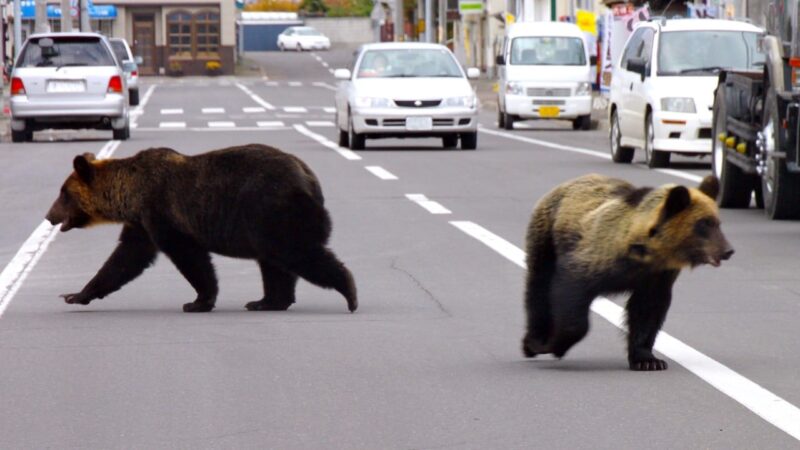 Japan’s bear attacks surge: is social media clout worth risking life and limb?
