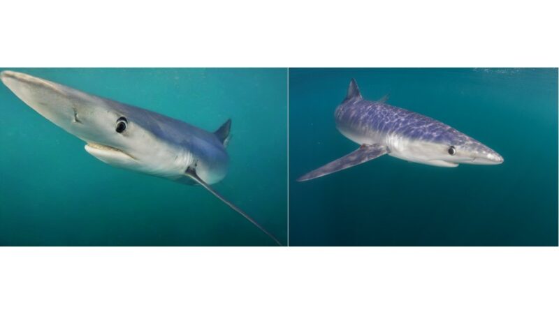 Merging AI and underwater photography to reveal hidden ocean worlds