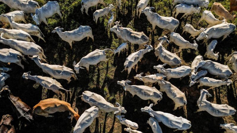 US-China study on livestock faeces around the world triggers superbug alarm
