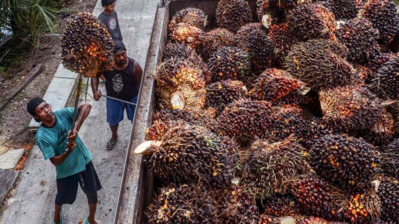 Malaysia, Indonesia unite to protect palm oil industry, migrant workers
