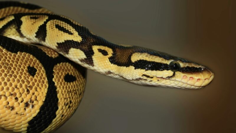 Sri Lankan man caught smuggling 3 pythons in his underwear at Bangkok airport