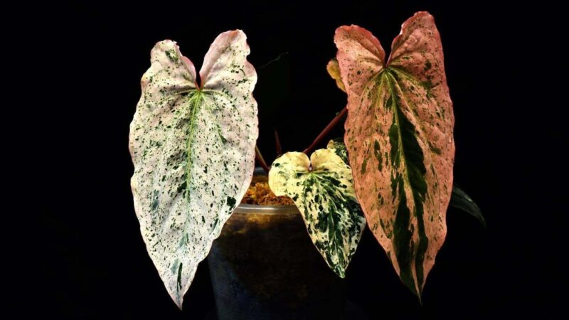 Exotic plant industry; Australia, India unite on rare earths: 7 Asia highlights