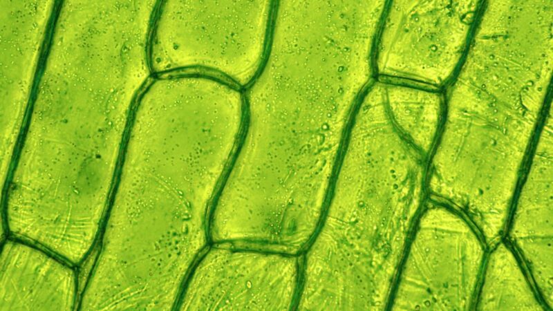 Chinese-Dutch team discovers how single cell can give rise to new plant: study