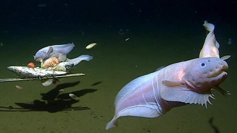 Biologists find array of deep-sea survival mechanisms in Ring of Fire creatures