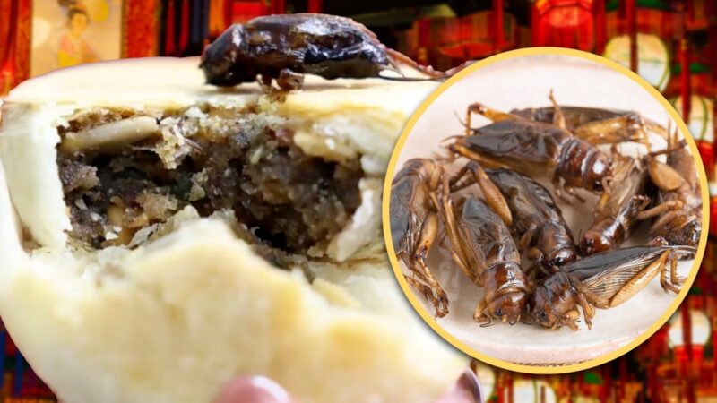 Dried cricket mooncake filling sparks concerns in China about possible roach option