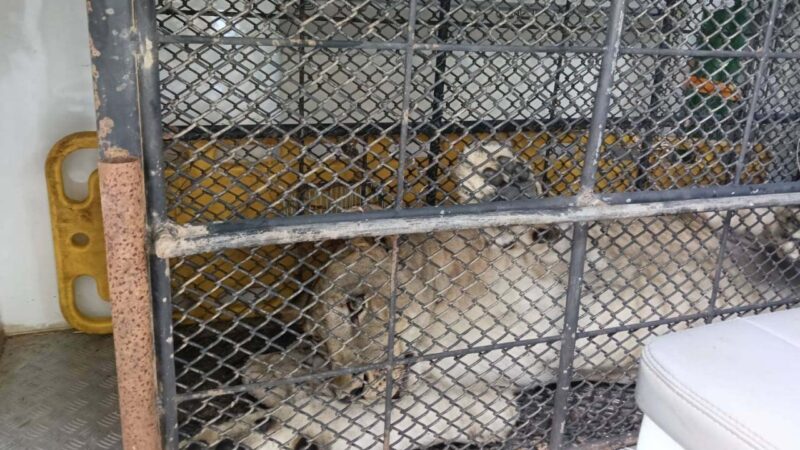 Thailand seizes influencer’s pet lion after it mauls 2 people