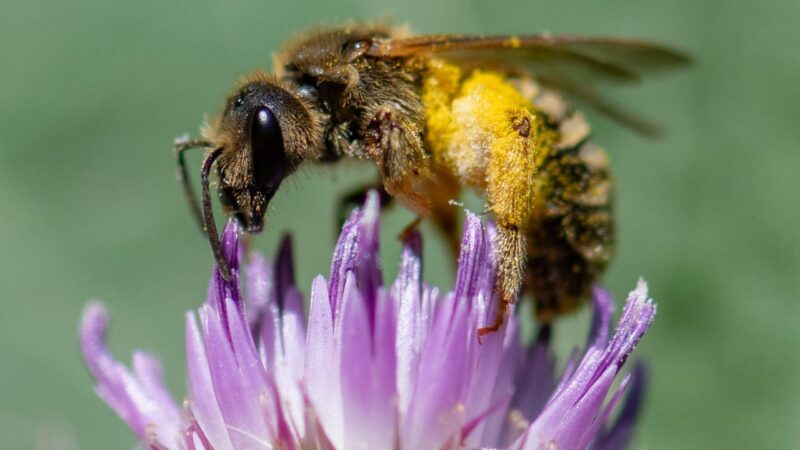 Key bee and butterfly species in Europe face extinction risk: study