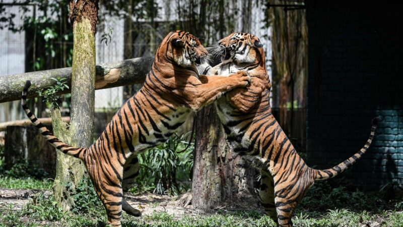 Malaysia’s tigers in crisis due to poachers, habitat loss