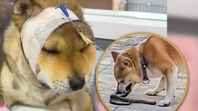 China dog risks life to save owner from snake, gets bitten, is recovering