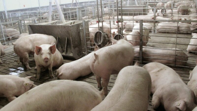Spain stops pork exports to China after African swine flu cases