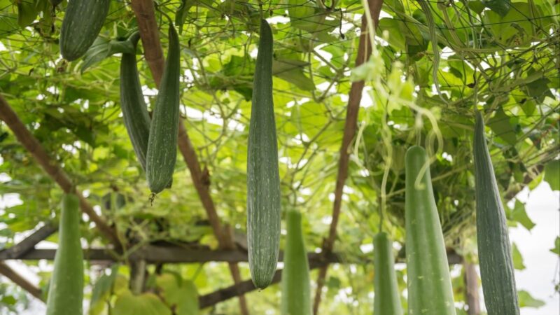 How Cleopatra’s bath loofah may help PLA jets to vanish from space radars
