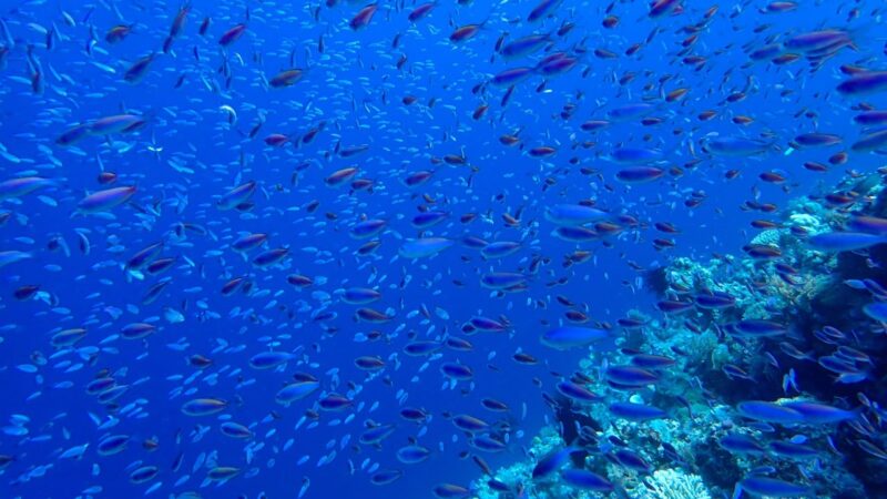 Senior Chinese diplomat takes swipe at US over deep-sea mining strategy