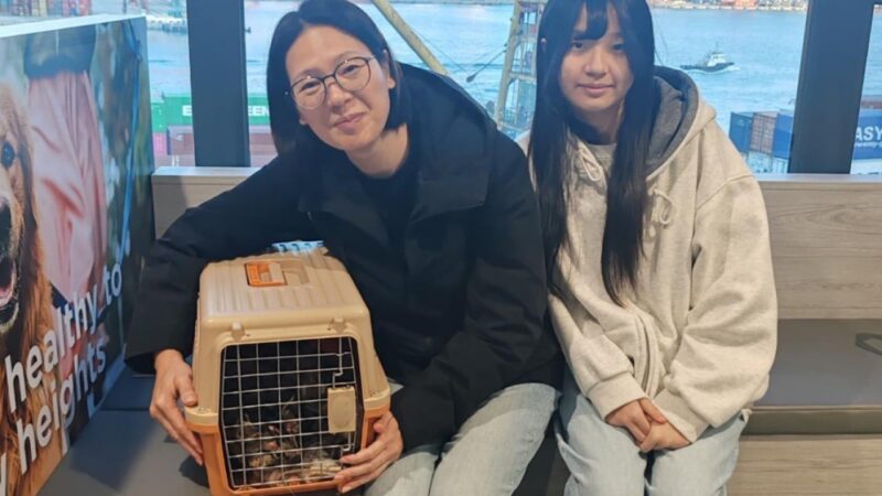 2 cats found at Tai Po inferno site a month after Hong Kong blaze, SPCA says