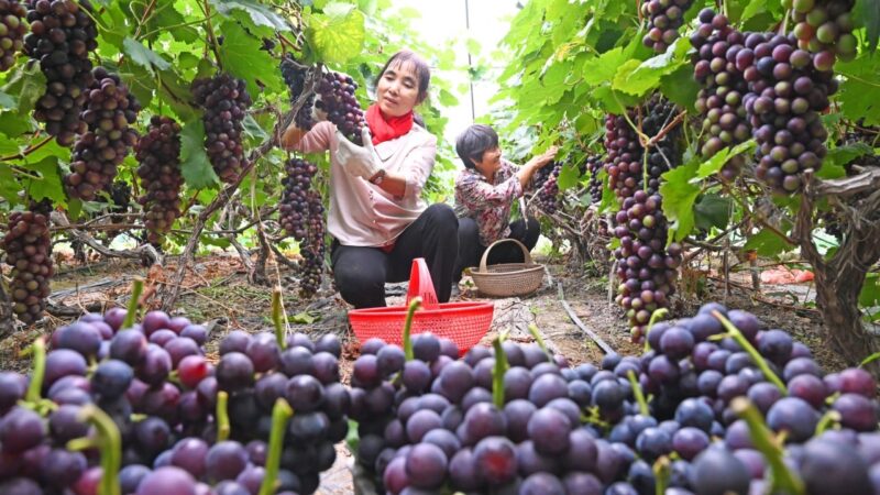China seeks to cultivate a food supply immune to geopolitical shocks