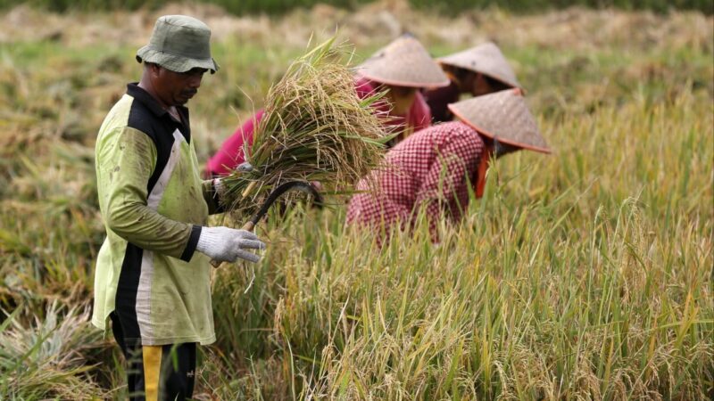 Why spike in fertiliser prices could boost China’s political clout
