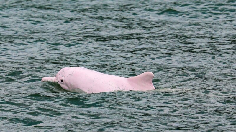 Hong Kong researcher sounds alarm after toxic electronic waste found in dolphins