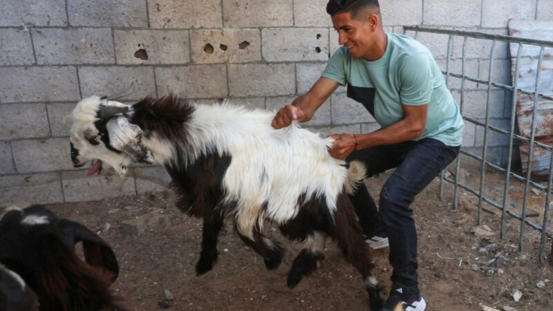 West Bank settlers steal Palestinian family’s sheep herd ahead of Eid festival