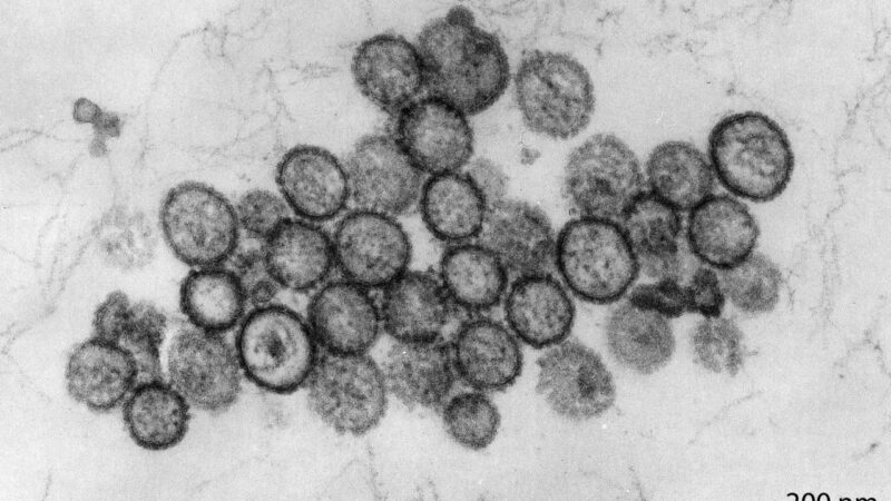 Hong Kong seeks more details from WHO on hantavirus outbreak on cruise ship