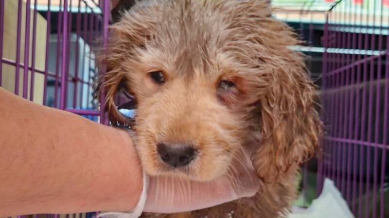 Hong Kong police arrest 2 women after sewage-soaked puppy found in bin, put down