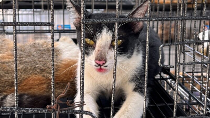 Cats rescued from slaughter in Vietnam spotlight enduring pet meat trade