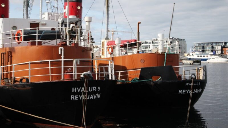 Iceland resumes whale hunt amid protest