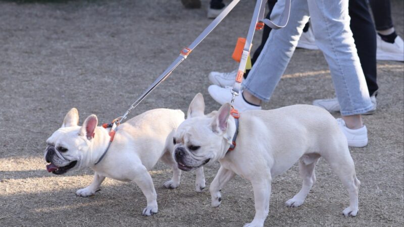 Hong Kong steps up random dog licence checks, warns owners of prosecutions