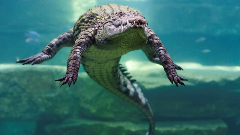 Israeli rule change clears way for using crocodiles to deter prison breaks