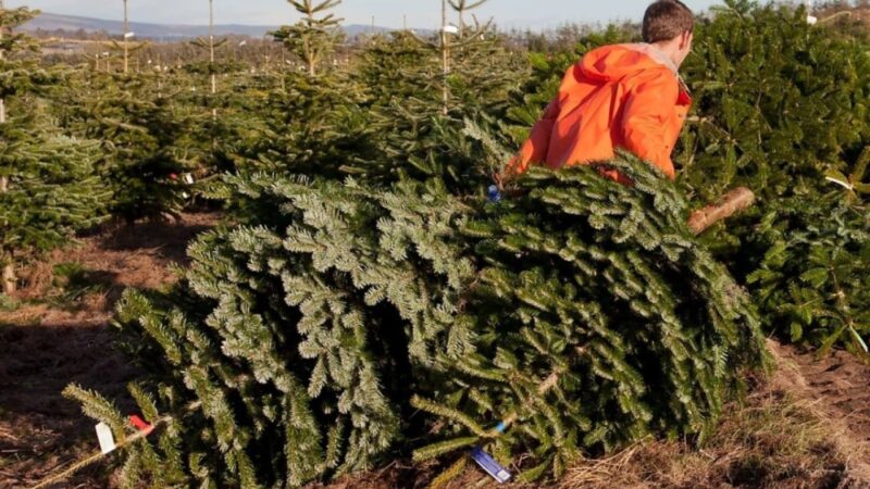 The loudest voices in US-China trade talks? Christmas tree growers
