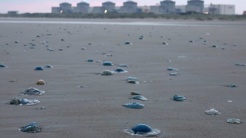 Jellyfish force shutdown of 3 reactors at French nuclear power plant