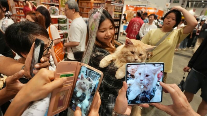 Spend HK,000 a month on your pets? Why not, say cat lovers at Hong Kong expo