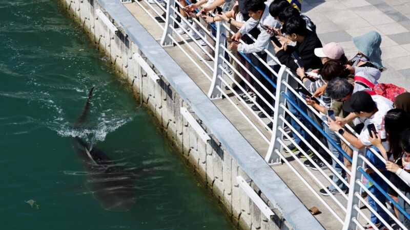 Shark remains stranded in South Korean canal after second rescue attempt